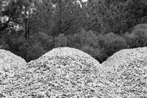 BethanyBeach9_0009_g2p0009