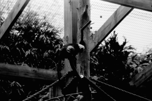 CCZoo50_0027_g2p0027