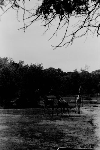 CCZoo50_0031_g2p0031