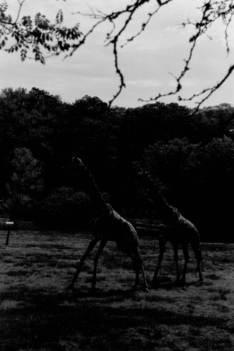 CCZoo50_0036_g2p0036
