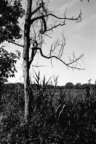Misc_BigBoy_59_0011_g2p0011