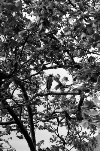 Zoo_wildwood51_0012_g2p0012
