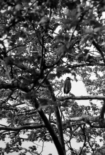 Zoo_wildwood51_0014_g2p0014