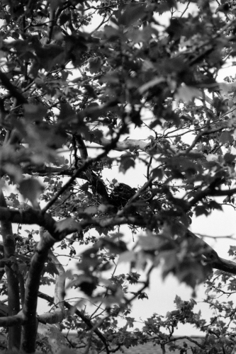 Zoo_wildwood51_0016_g2p0016