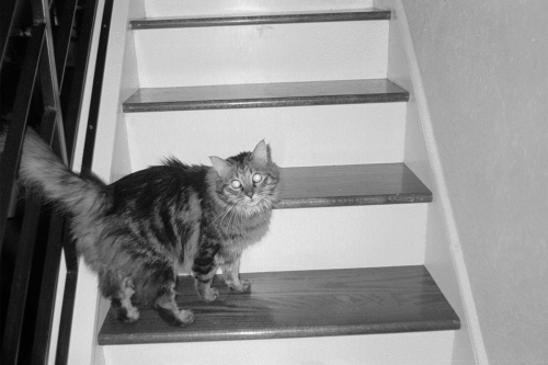 mummers_misc20_0012_g2p0012