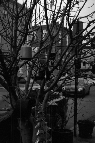 mummers_westpassy19_0028_g2p0028