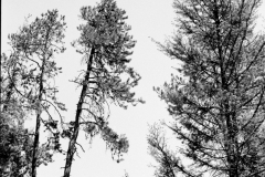 GTNP_BW17