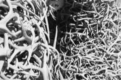 GTNP_BW36