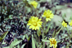 GTNP_Color15