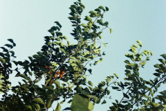 GTNP_Color18