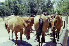 GTNP_Color242