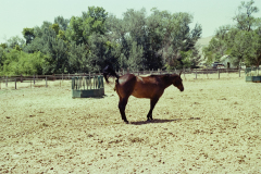 GTNP_Color25