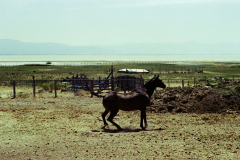 GTNP_Color26