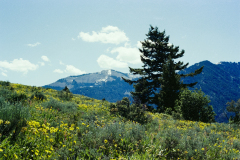 GTNP_Color27