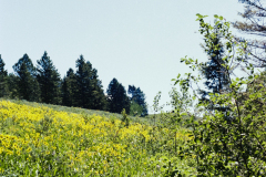 GTNP_Color28