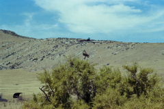 GTNP_Color34