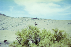 GTNP_Color35